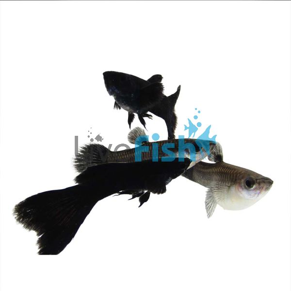 Pair Black Moscow Guppy 3cm
