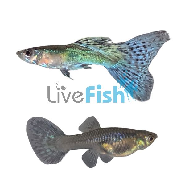 Pair Blue Grass Guppy 3.5cm