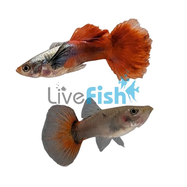 Pair Elephant Ear Mogano Red Guppy 3.5cm