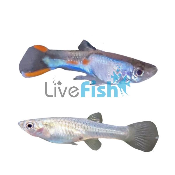 Pair Endler Silverado Guppy 2cm