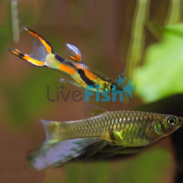 Pair Endlers Red Line Guppy 2.5cm