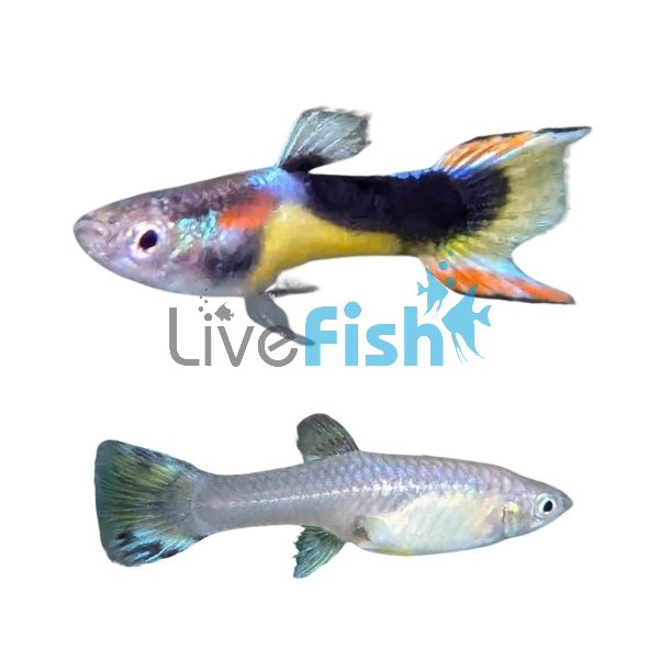 Pair Endlers Tuxedo Guppy 2.5cm