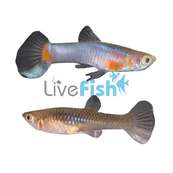 Pair French Blue Star Endler Guppy 2cm