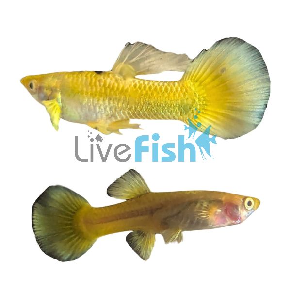 Pair Full Gold Guppy 3.5cm