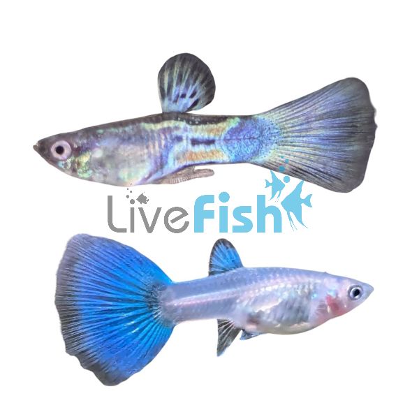 Pair Metal Snakeskin Guppy 3cm