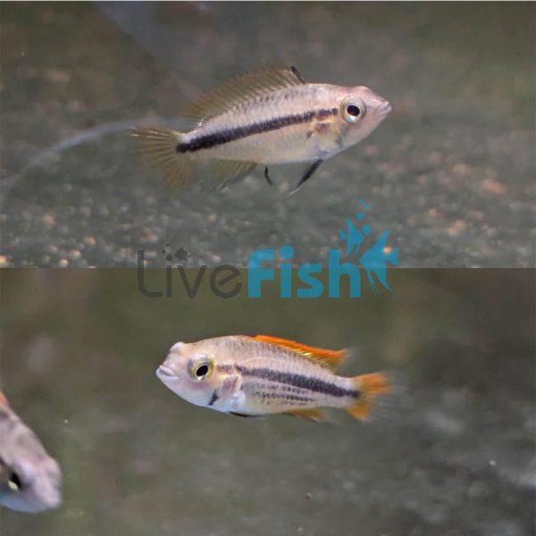 Pair Orange Apisto Cacatuoides 3cm