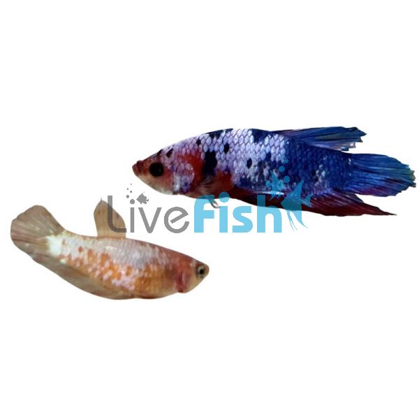 Pair Plakat Candy Koi - Betta Select 4cm