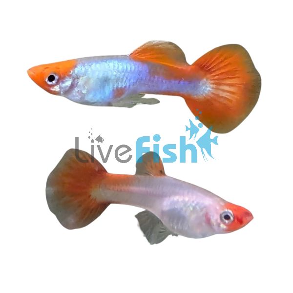 Pair Platinum Koi Elephant Ear Guppy 3.5cm
