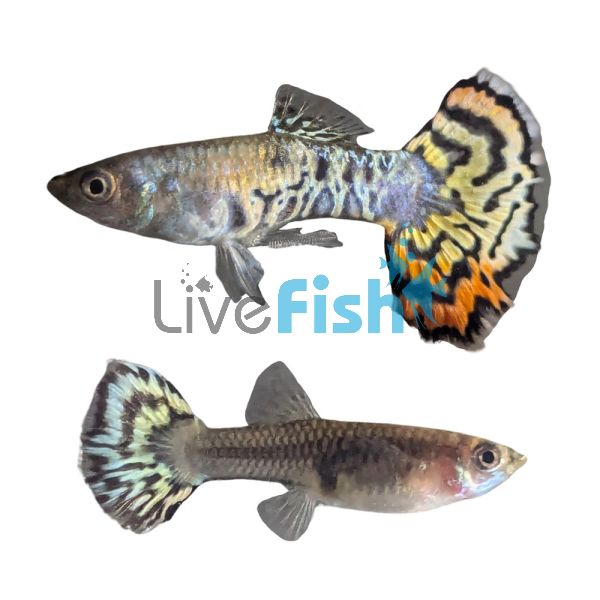 Pair Platinum Yellow Tiger Guppy 3.5cm