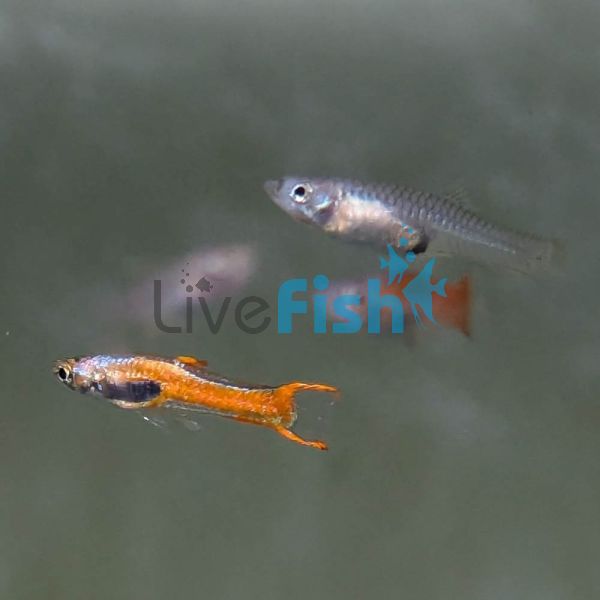 Pair Red Chili Endler Guppy 2cm