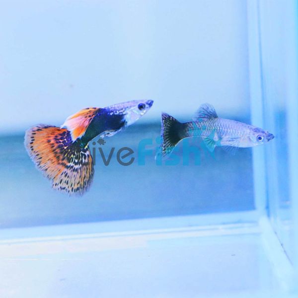 Pair Red Dragon Guppy 3.5cm