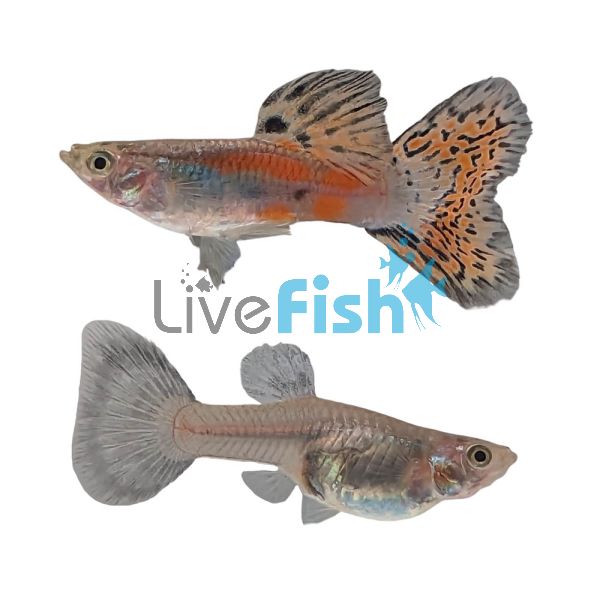Pair Red Grass Guppy 3.5cm