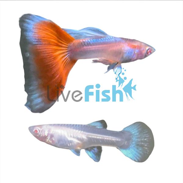Pair Sky Blue Orange Tail Guppy 3.5cm