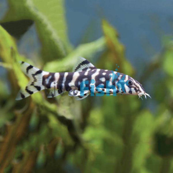 Pakistani Reticulate Loach 3cm