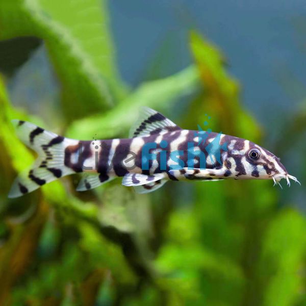 Pakistani Reticulate Loach 7cm