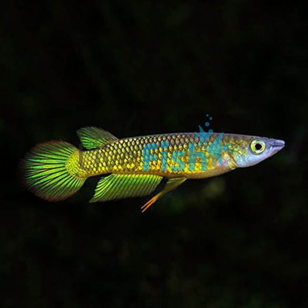 Panchax Giant Gold 5cm