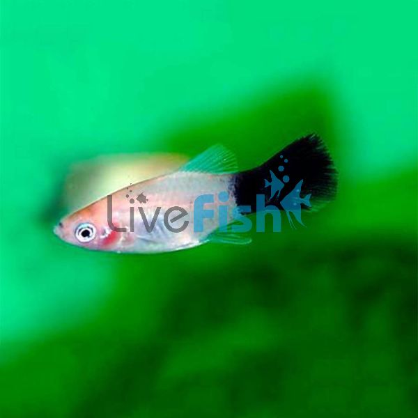 Panda Platy 4cm