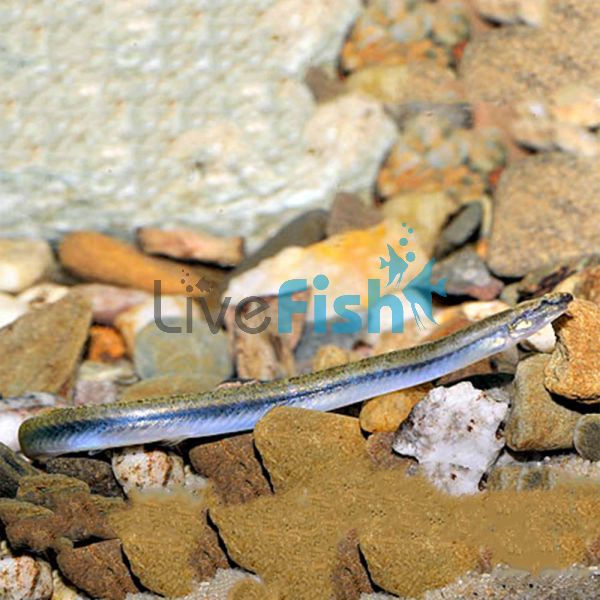 Golden Whiptail Kuhli Loach 5cm