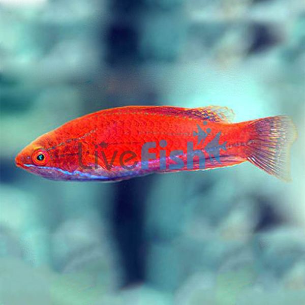 Pink Flasher Wrasse - Medium