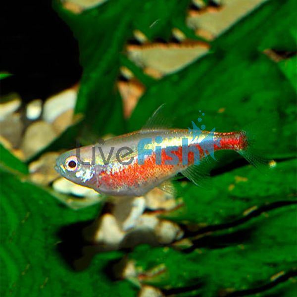 Albino Cardinal Tetra 2.5cm