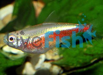 Albino Cardinal Tetra 1.5cm