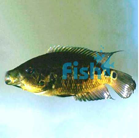 Cichlasoma Friedrichstahlii 5cm