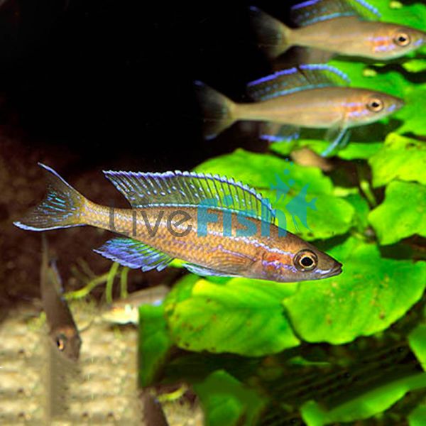 Neon Blue 4cm