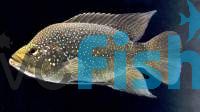 Paratilapia Polleni 4cm