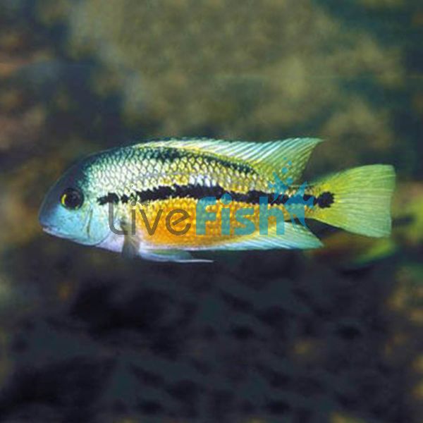 Parrot Cichlid 15cm