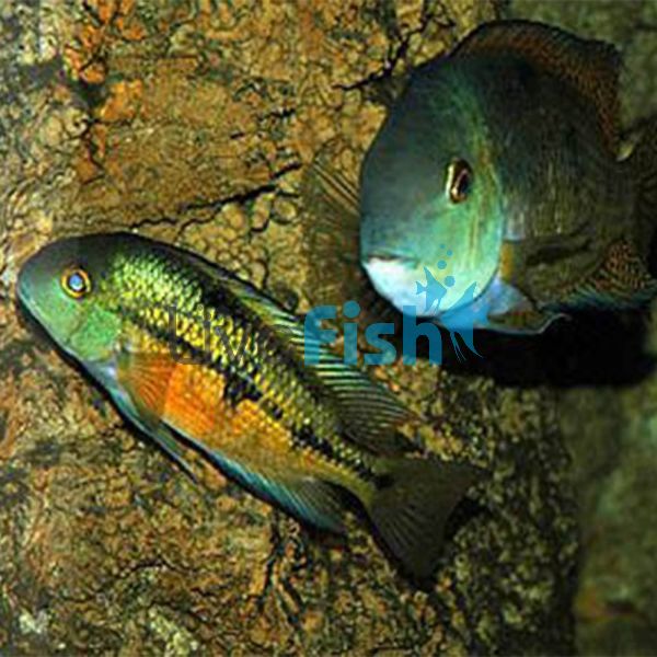 Parrot Cichlid 5cm