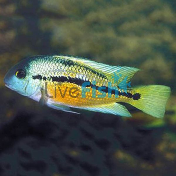 Parrot Cichlid 7cm 