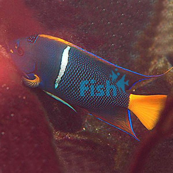 Passer/King Angelfish - Medium