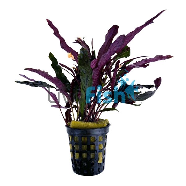 Dragons Flame - Pot 