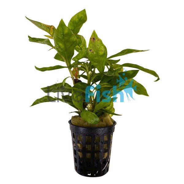 Yellow Ivy - Pot 