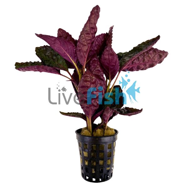 Purple Waffle - Pot 