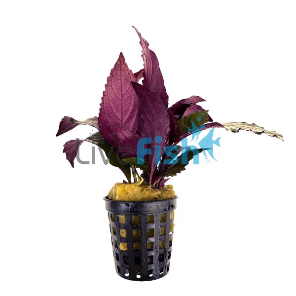 Temple - Purple Pot