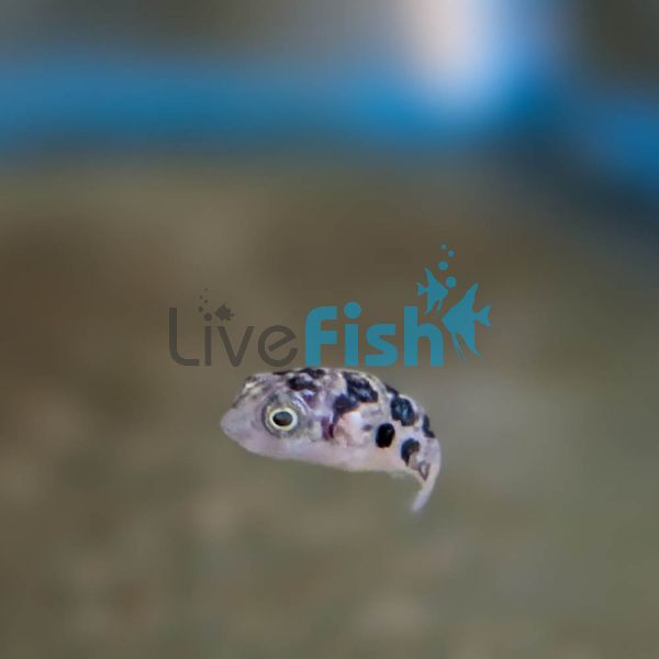 Pea Puffer 1cm