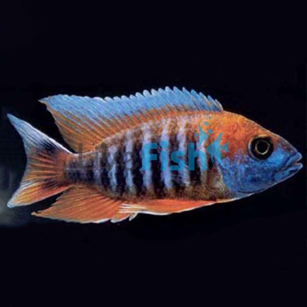 Eureka Red Peacock 10cm