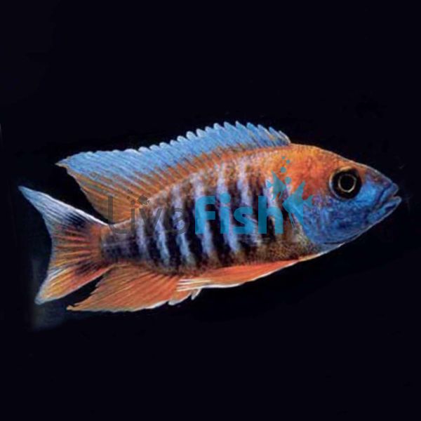 Eureka Red Peacock 7cm