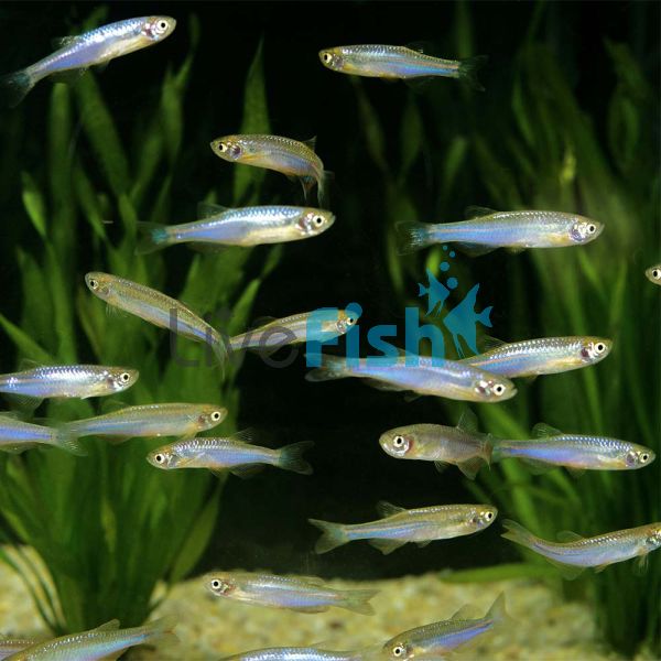 Pearl Danio 2.5cm