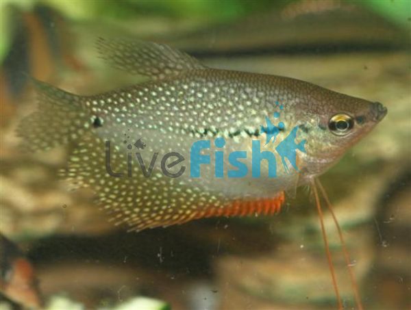 Lace Pearl Gourami XL 9cm