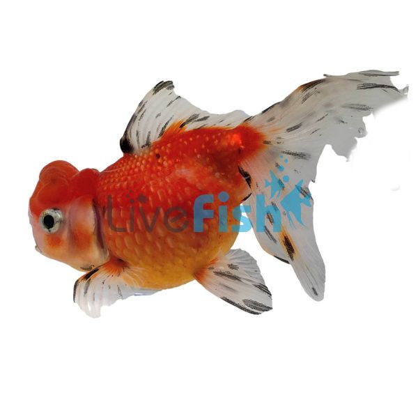 Crown Pearscale 9cm