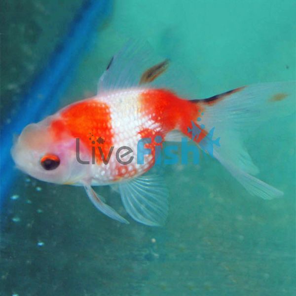 Pearlscale Goldfish 3cm