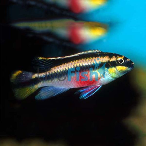 Kribensis Striped - Moliwe 3.5cm