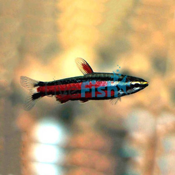 Purple Pencilfish 2.5cm