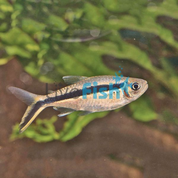 Penguin - Hockey Stick Tetra 3cm