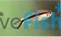 Short Striped Penguin Tetra 3.5cm