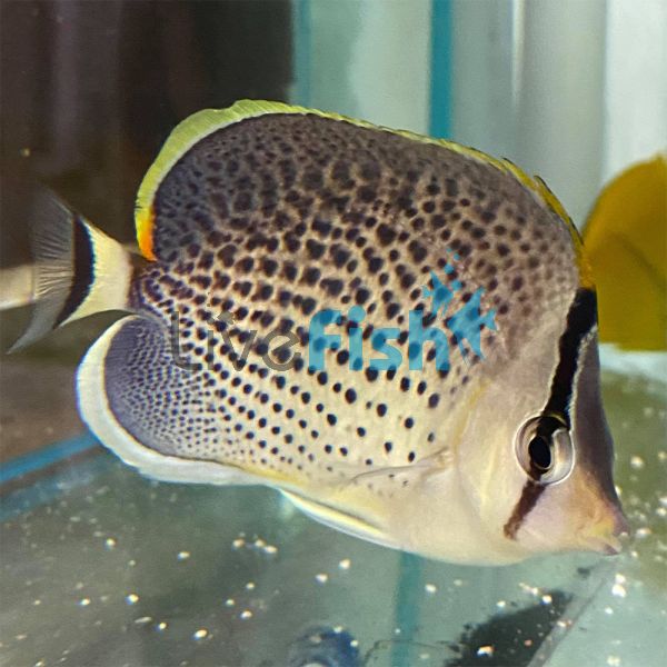 Peppered Butterflyfish - Medium