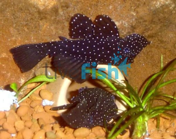 Peppermint Bristlenose 3.5cm