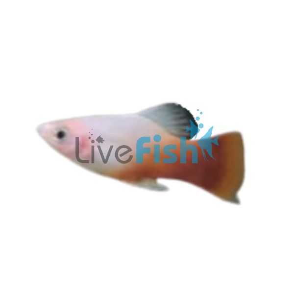 Peppermint Platy 4cm